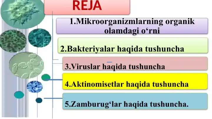 Mikroorganizmlar haqida