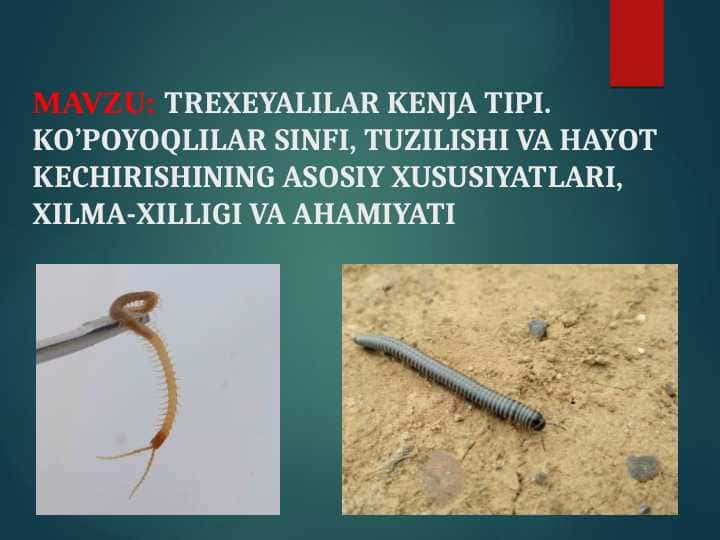 TREXEYALILAR KENJA TIPI. KO’POYOQLILAR SINFI, TUZILISHI VA HAYOT KECHIRISHINING ASOSIY XUSUSIYATLARI, XILMA-XILLIGI VA AHAMIYATI