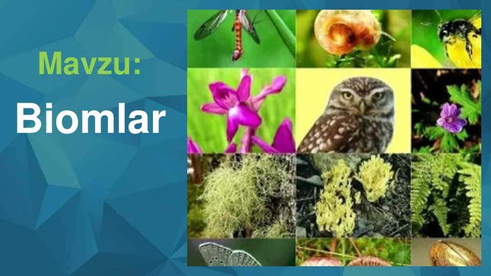 Biomlar