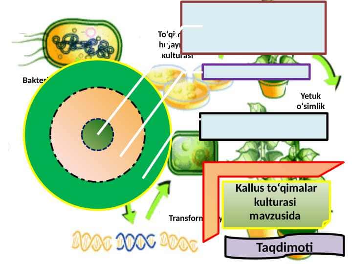 Kallus to‘qimalar kulturasi