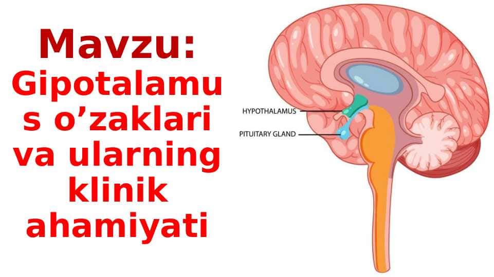 Gipotalamus o’zaklari va ularning klinik ahamiyati
