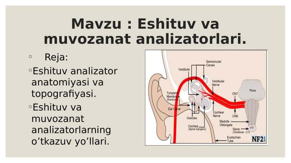 Eshituv analizatorlari.