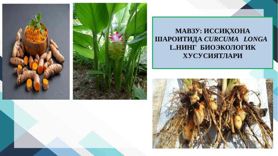 ИССИҚХОНА ШАРОИТИДА CURCUMA LONGA L.НИНГ БИОЭКОЛОГИК ХУСУСИЯТЛАРИ