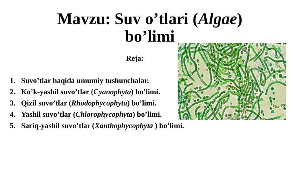 Suv o’tlari (Algae) bo’limi
