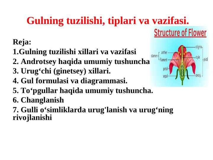 Gulning tuzilishi, tiplari va vazifasi.
