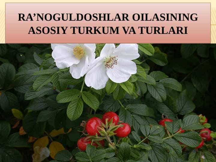 Ra’noguldoshlar oilasining asosiy turkum va turlari