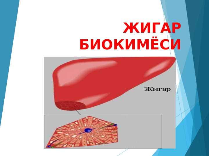 Jigar biokimyosi . ЖИГАР БИОКИМЁСИ