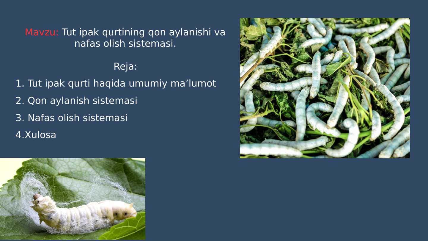 Tut ipak qurtining qon aylanishi va nafas olish sistemasi