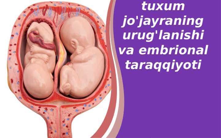 tuxum jo'jayraning urug'lanishi va embrional taraqqiyoti