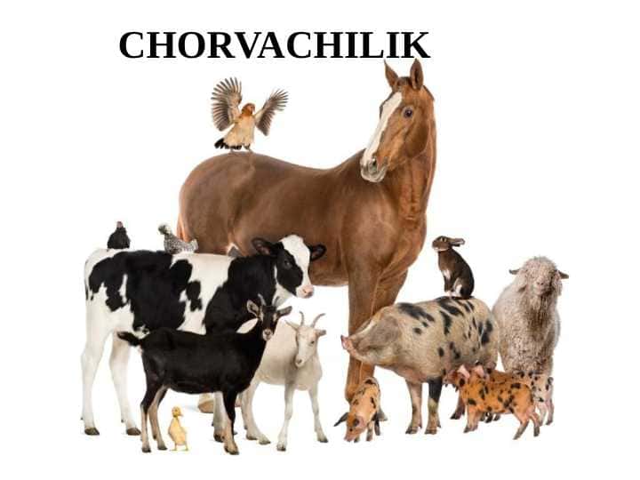 CHORVACHILIK