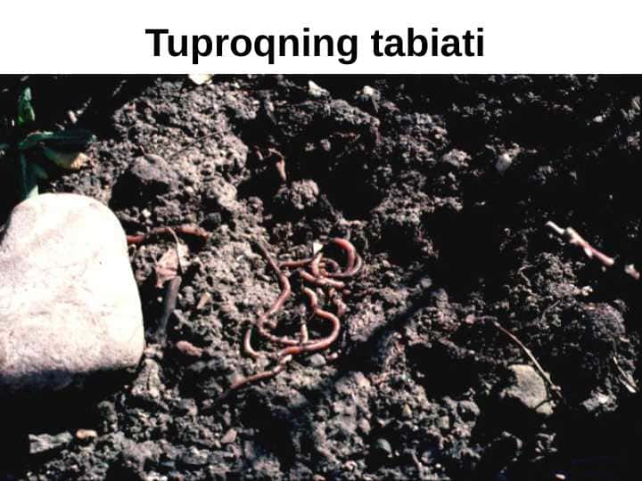 Tuproqning tarkibi