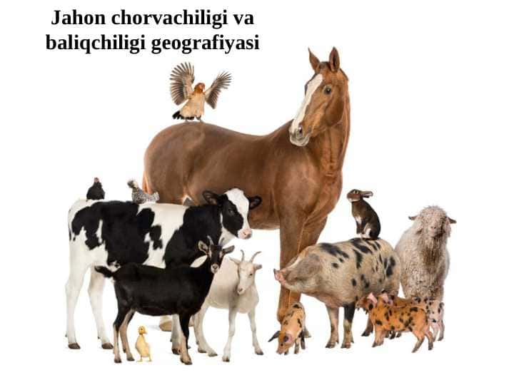 Jahon chorvachiligi va baliqchiligi geografiyasi