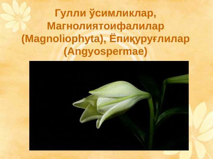 Гулли ўсимликлар, Магнолиятоифалилар (Magnoliophyta), Ёпиқуруғлилар (Angyospermae) pptx