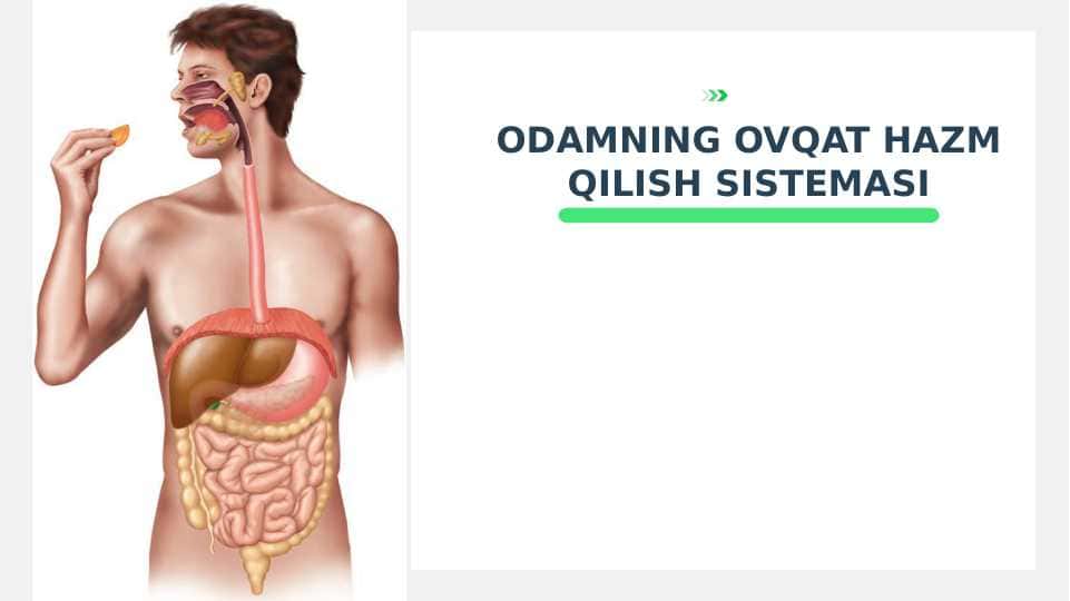 ODAMNING OVQAT HAZM QILISH SISTEMASI
