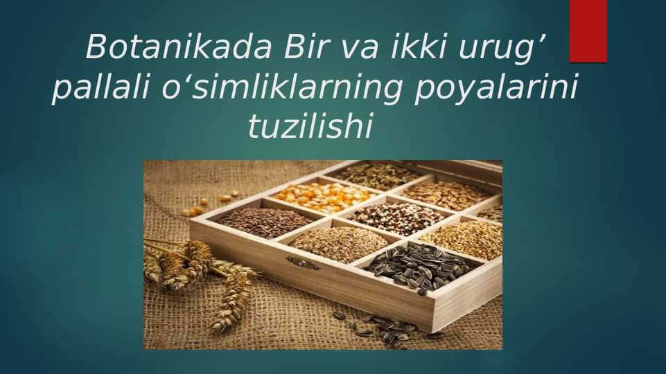 Botanikada Bir va ikki urug’ pallali o‘simliklarning poyalarini tuzilishi