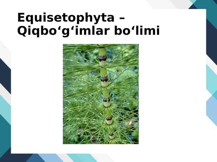 Equisetophyta – Qiqbo‘g‘imlar bo‘limi