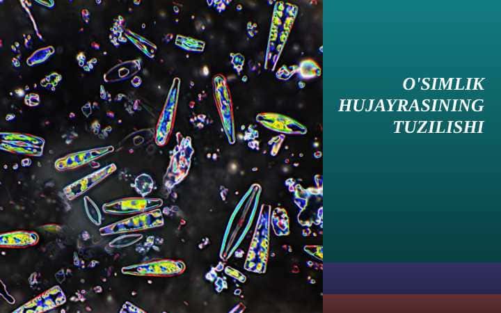 O'SIMLIK HUJAYRASINING TUZILISHI