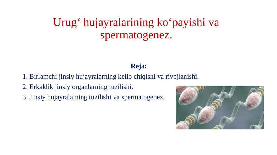 Urug' hujayralarining ko'payishi va spermatogenez