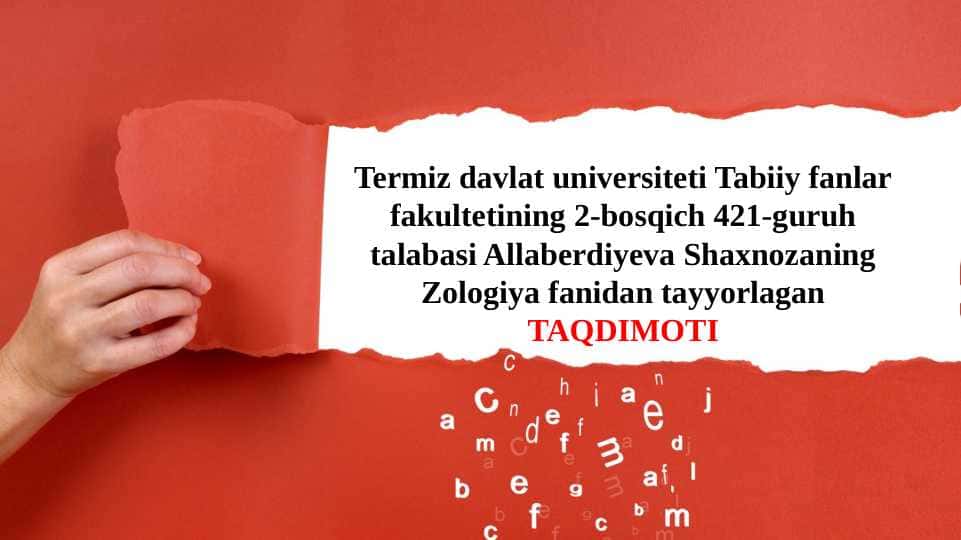 Mavzu:Chumchuqsimonlar turkumi va ularning tarqalishi