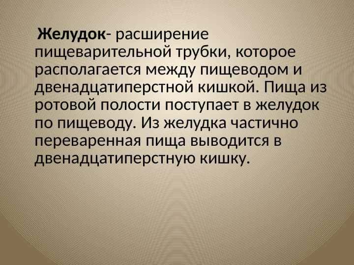Желудок