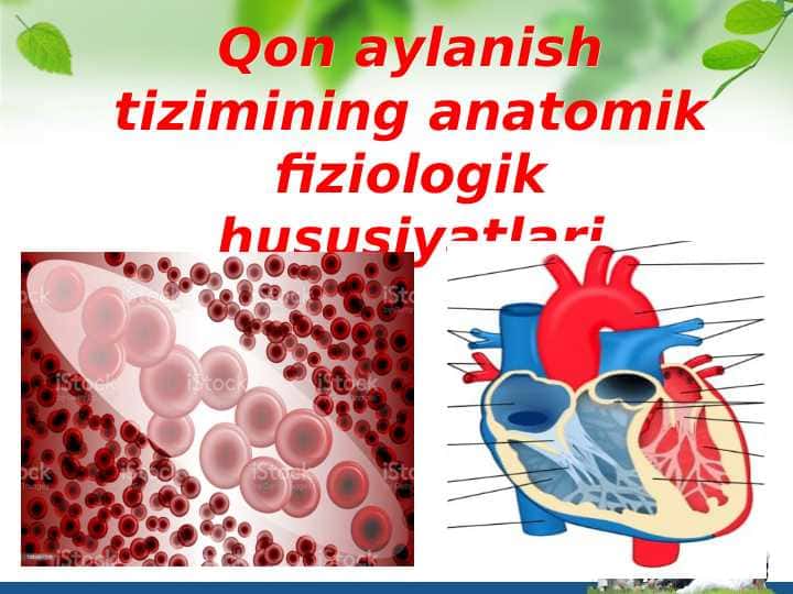 Qon aylanish tizimining anatomik fiziologik hususiyatlari