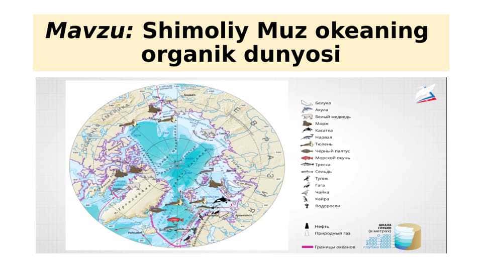 Shimoliy Muz okeaning organik dunyosi
