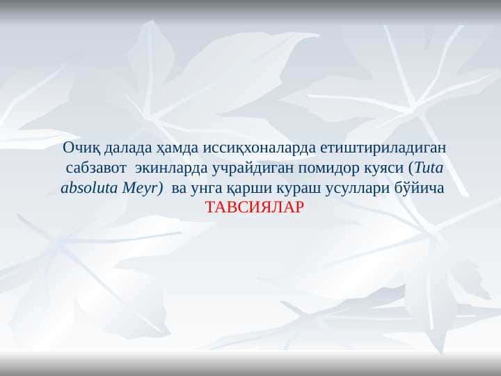 POMIDOR KUYASI SLAYT