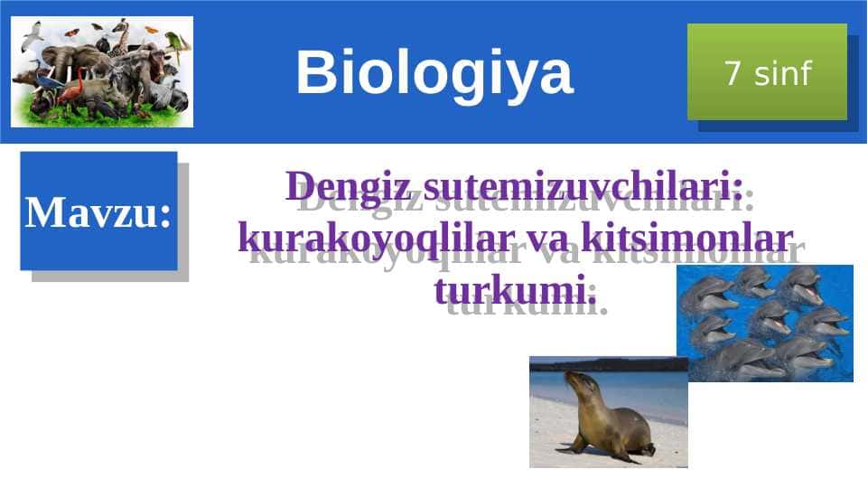 Dengiz sutemizuvchilari: kurakoyoqlilar va kitsimonlar turkumi