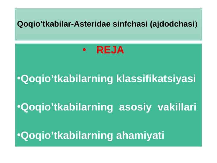 Qoqio’tkabilar-Asteridae sinfchasi (ajdodchasi)
