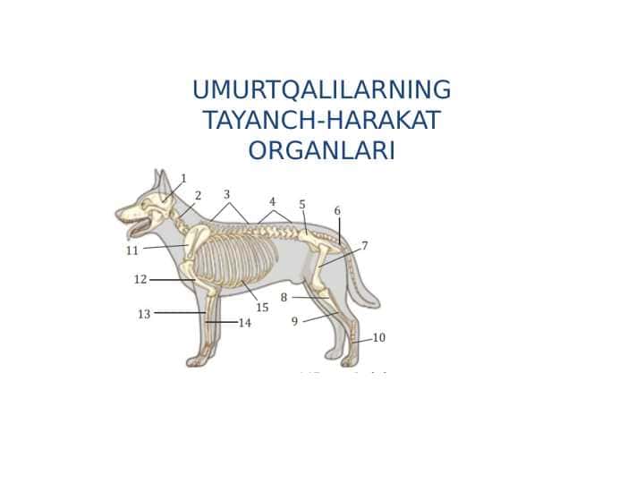 UMURTQALILARNING TAYANCH-HARAKAT ORGANLARI
