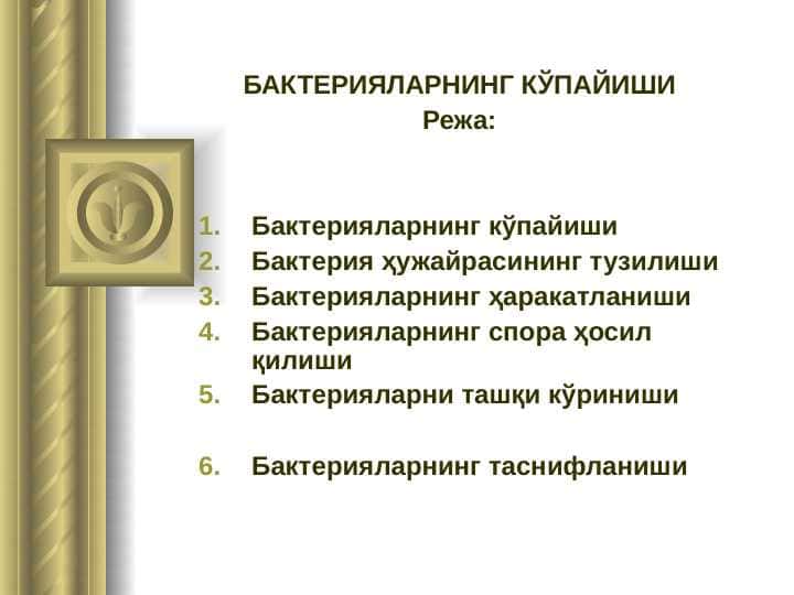 БАКТЕРИЯЛАРНИНГ КЎПАЙИШИ
