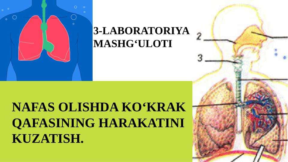 NAFAS OLISHDA KO‘KRAK QAFASINING HARAKATINI KUZATISH.