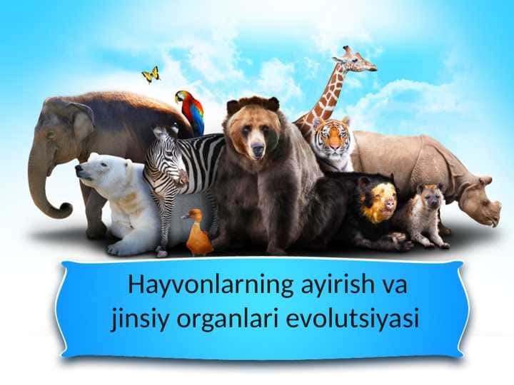 Hayvonlarning ayirish va jinsiy organlari evolutsiyasi