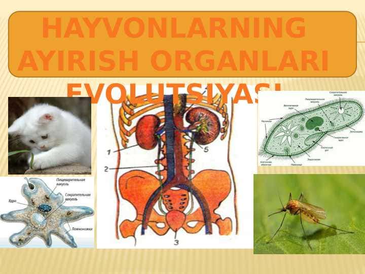 HAYVONLARNING AYIRISH ORGANLARI EVOLUTSIYASI
