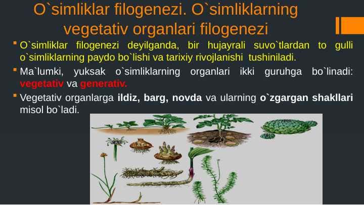 O`simliklar filogenezi. O`simliklarning vegetativ organlari filogenezi