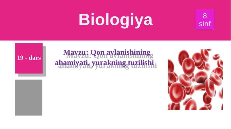 Qon aylanishining ahamiyati, yurakning tuzilishi