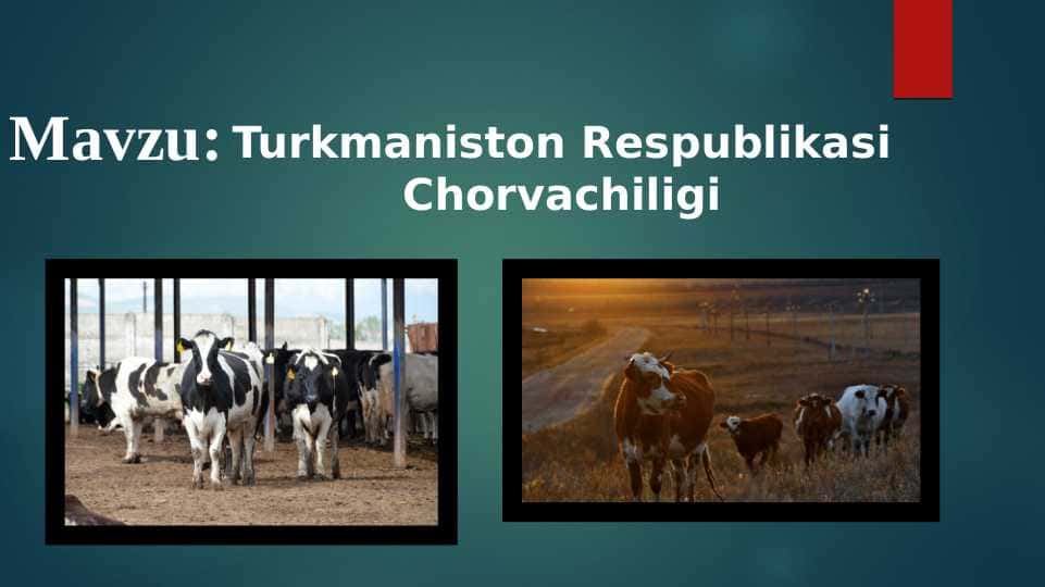 Turkmaniston Respublikasi Chorvachiligi