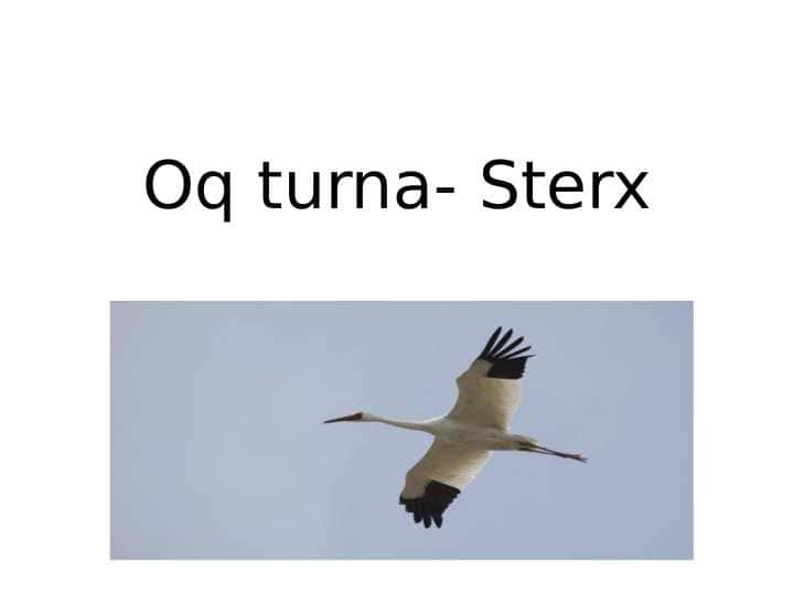 Oq turna- Sterx