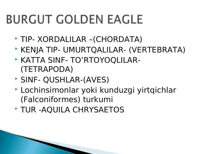 BURGUT GOLDEN EAGLE