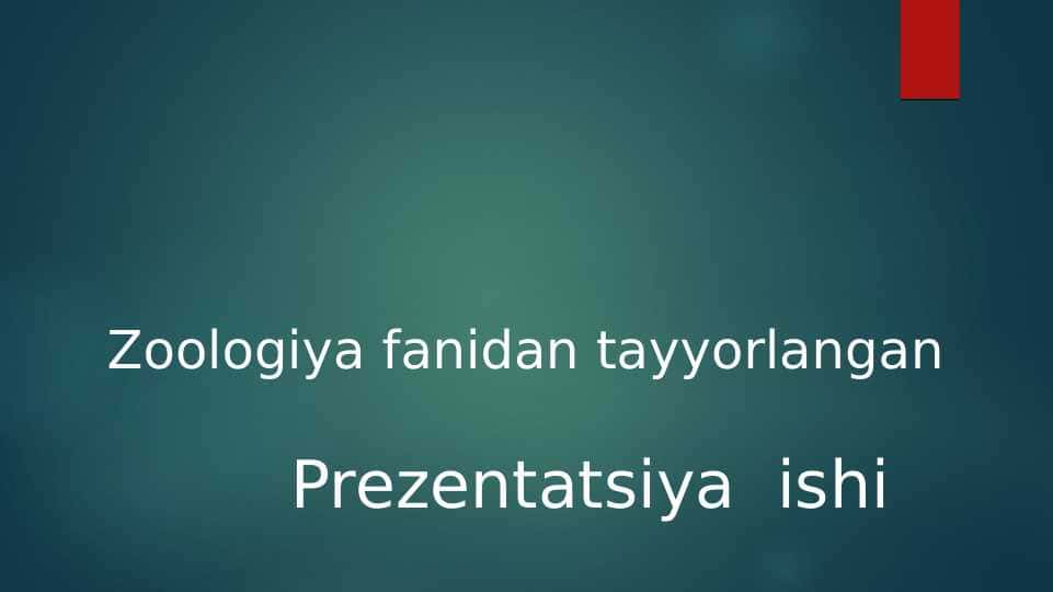 zoologiya ; o`rdaklar pptx