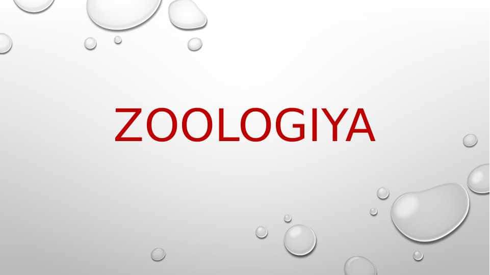zoologiya qarg`alar turkumlari pptx