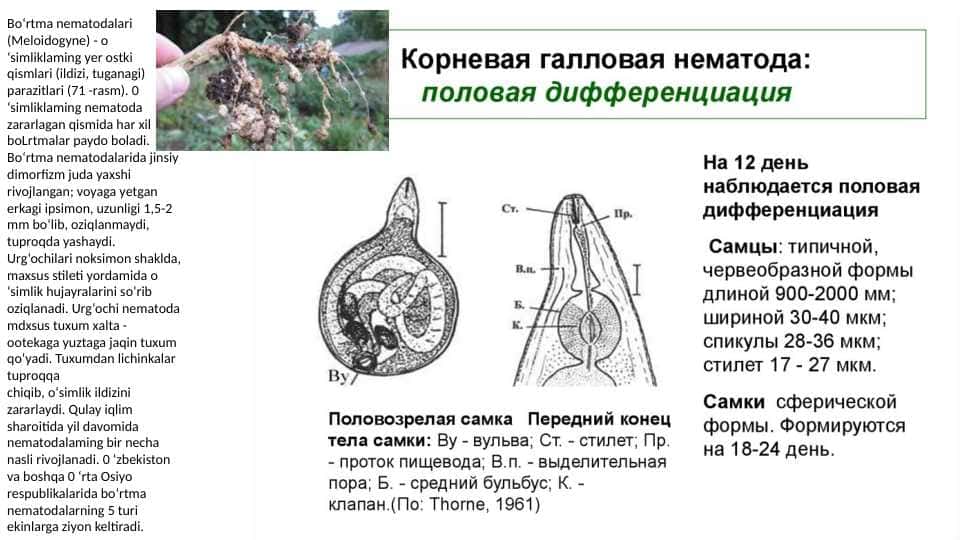 nematodalar turlari pptx