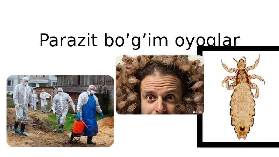 parazit bo`g`im oyoqlilar pptx