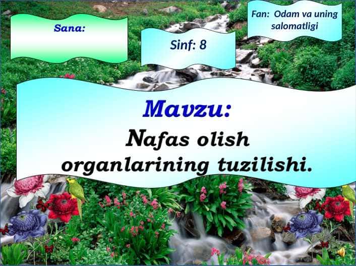 Nafas olish organlarining tuzilishi