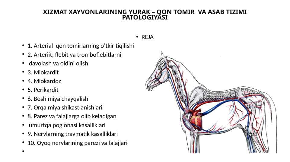 XIZMAT XAYVONLARINING YURAK – QON TOMIR VA ASAB TIZIMI PATOLOGIYASI