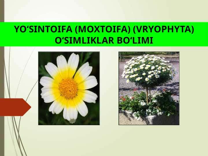 YO‘SINTOIFA (MOXTOIFA) (VRYOPHYTA) O‘SIMLIKLAR BO‘LIMI