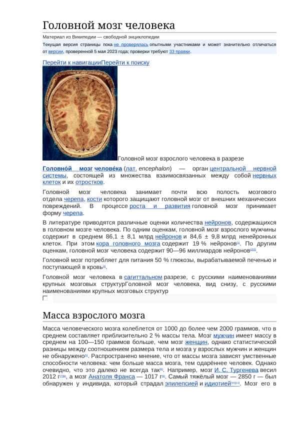 Головной мозг человека