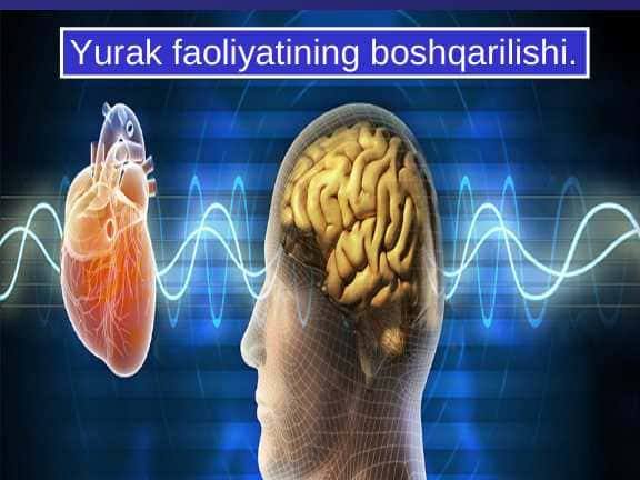 Yurak faoliyatining boshqarilishi.