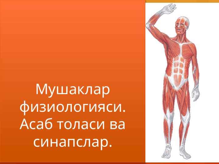 Мушаклар физиологияси. Асаб толаси ва синапслар.(Mushaklar fiziologiyasi.Asab tolasi va sinapslar)