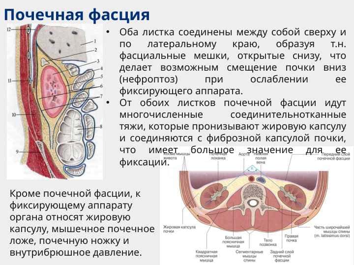 Функциональная анатомия мочеполового аппарата